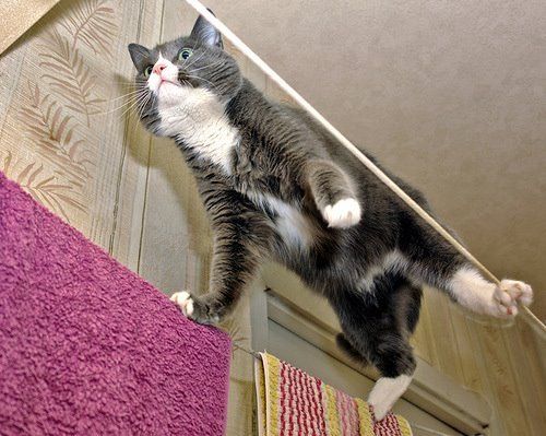 Cat 1