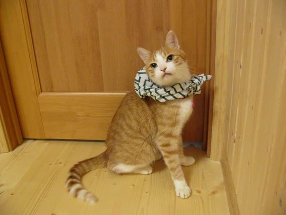Cat 1
