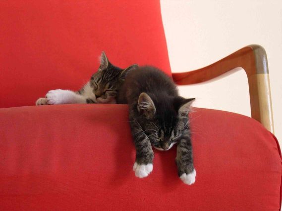 Cat 1