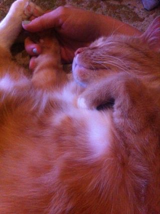 Cat 1