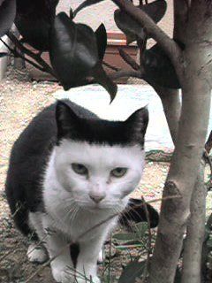 Cat 1