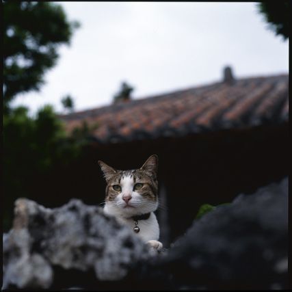 Cat 1