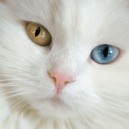 Cat 1