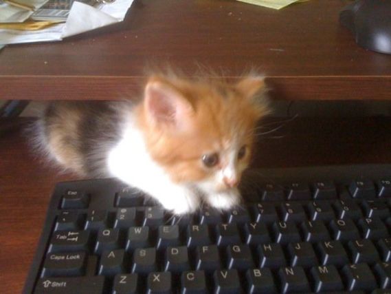 Cat 1