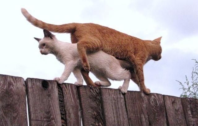 Cat 1