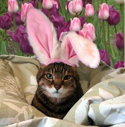Cat 1