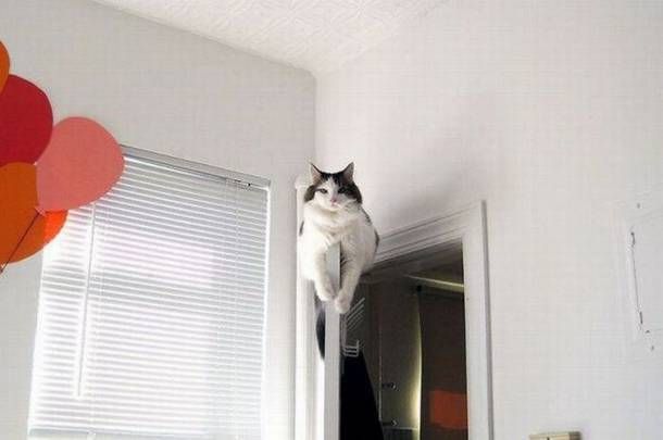 Cat 1