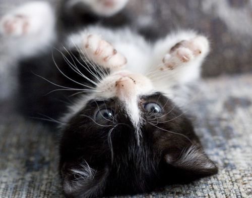 Cat 1