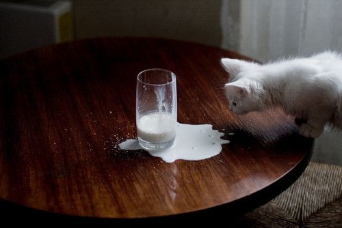 Cat 1