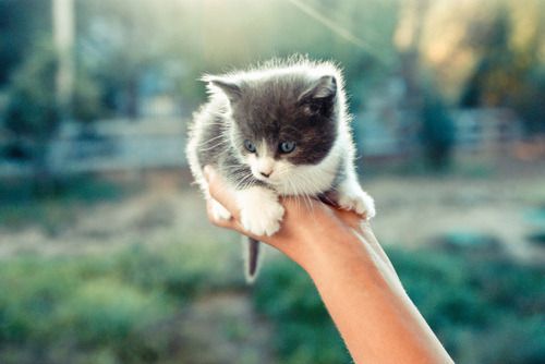 Cat 1