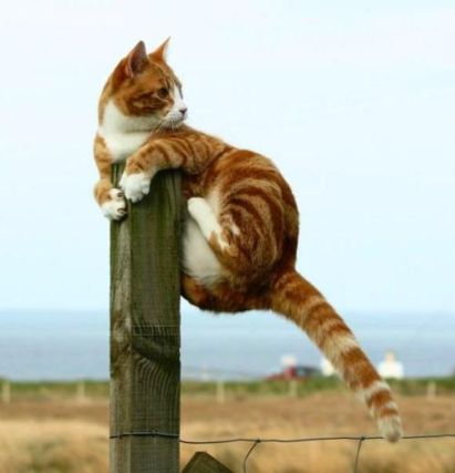 Cat 1