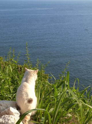 Cat 1