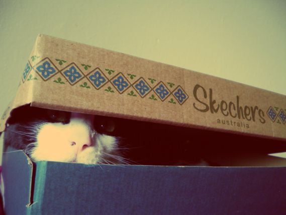 Cat 1