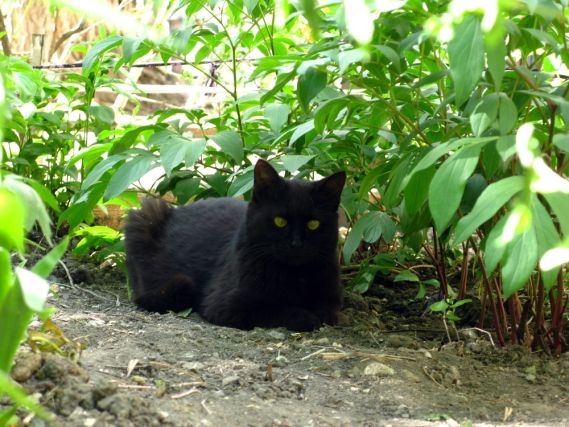 Cat 1