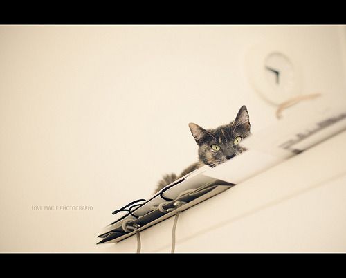 Cat 1