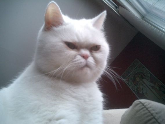 Cat 1
