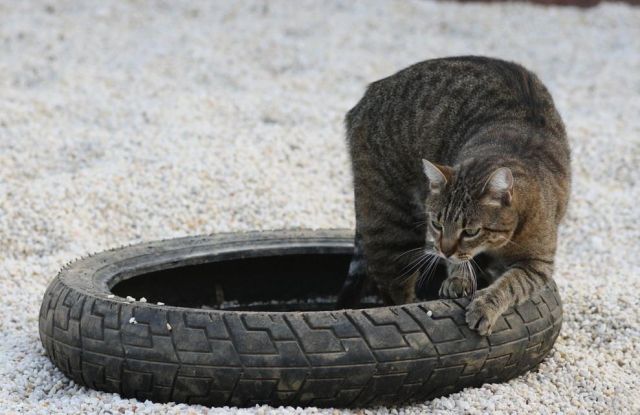 Cat 1