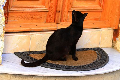 Cat 1