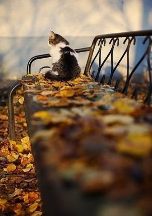 Cat 1