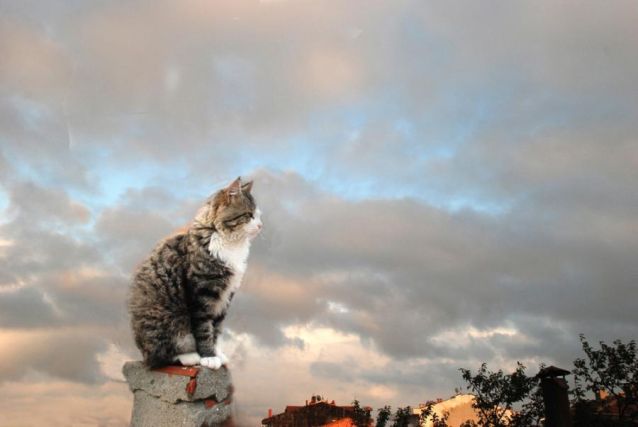 Cat 1