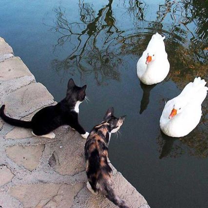Cat 1