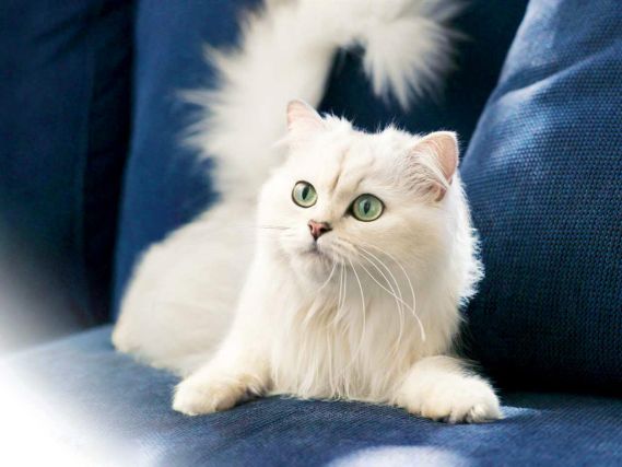 Cat 1