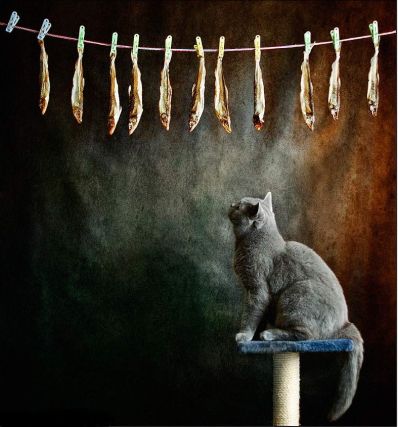 Cat 1