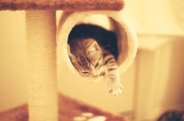 Cat 1