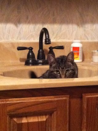 Cat 1