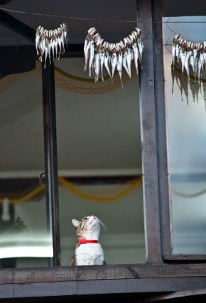 Cat 1