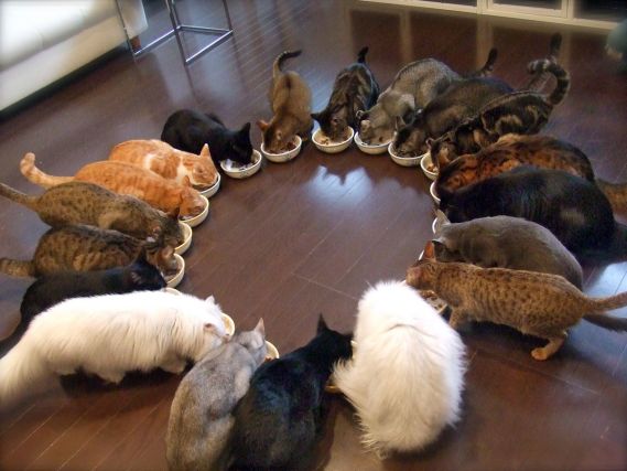 Cat 1