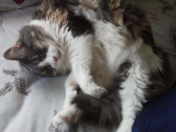 Cat 1