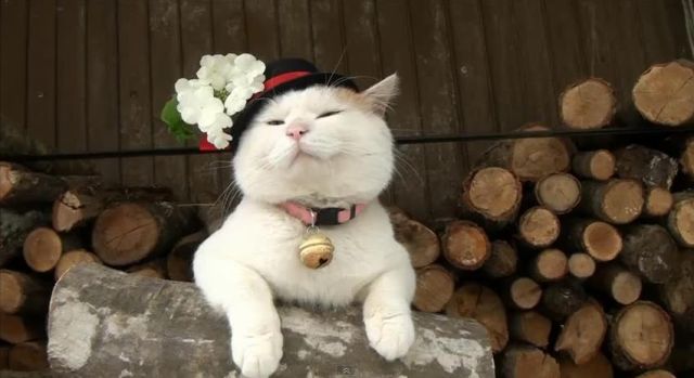 Cat 1
