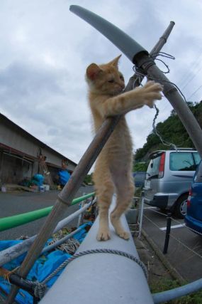 Cat 1