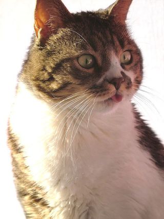 Cat 1
