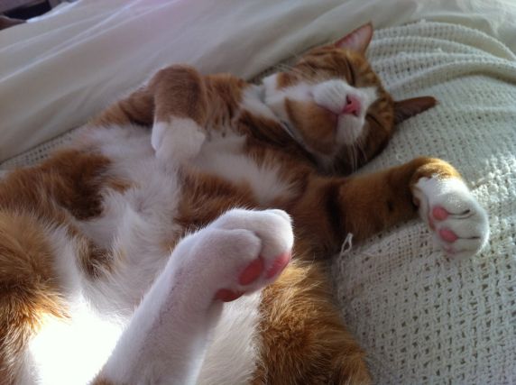 Cat 1