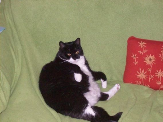 Cat 1