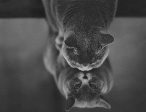 Cat 1