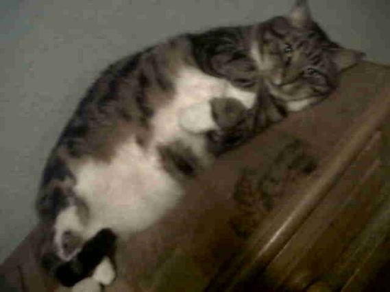 Cat 1