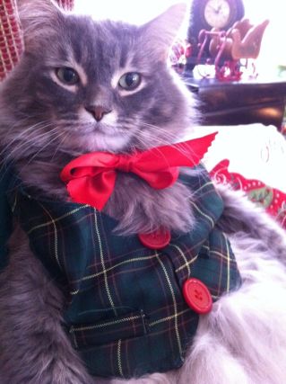 Cat 1