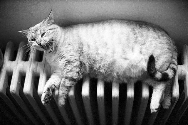 Cat 1