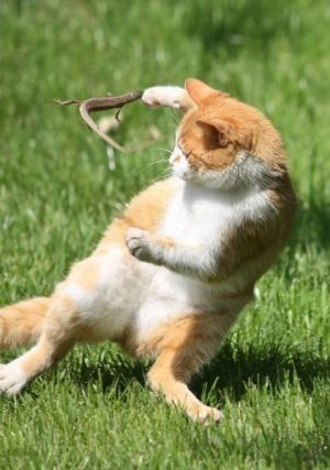 Cat 1