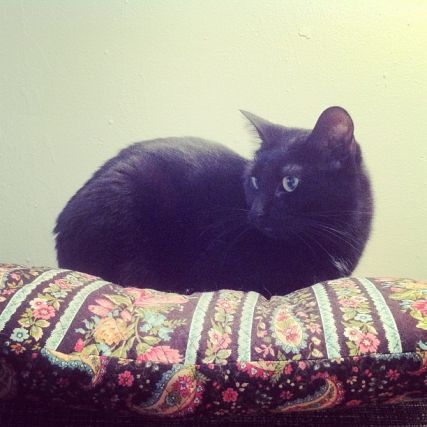 Cat 1