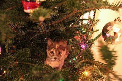 Cat 1