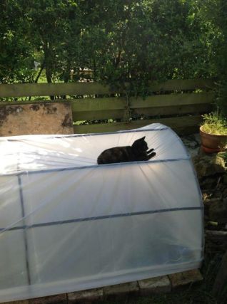 Cat 1