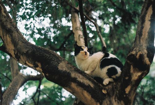 Cat 1