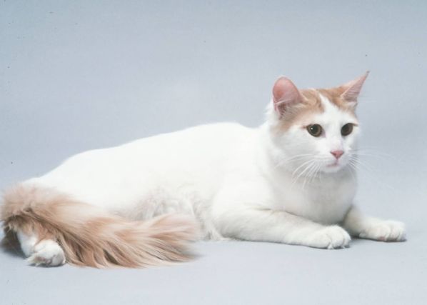 Cat 1