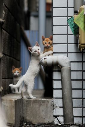 Cat 1