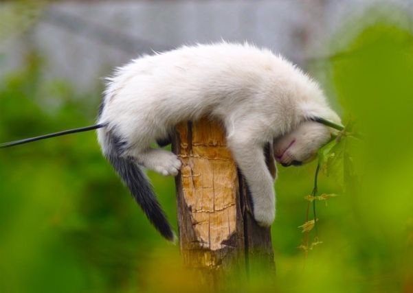Cat 1