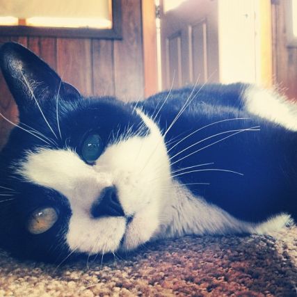 Cat 1